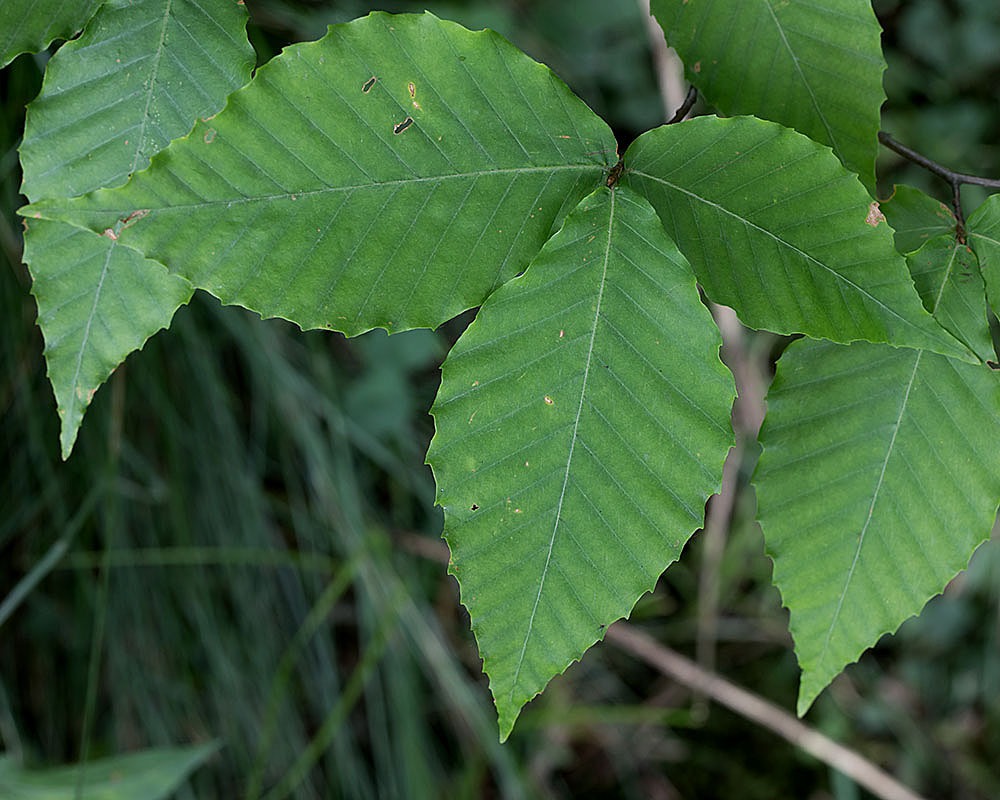 Trees and Shrubs with catkins of PA Flora of Pennsylvania